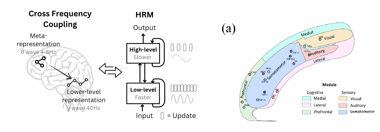 Hierarchical Reasoning Model - Gehirn-inspirierte Architektur mit zwei Modulen auf verschiedenen Zeitskalen